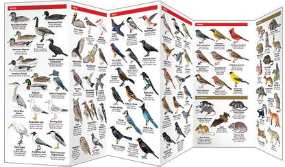 Urban Wildlife Pocket Guide