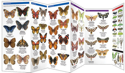 Virginia Butterflies & Moths Pocket Guide