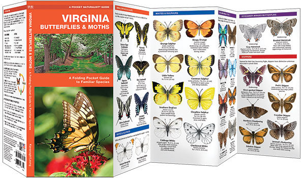 Virginia Butterflies & Moths Pocket Guide