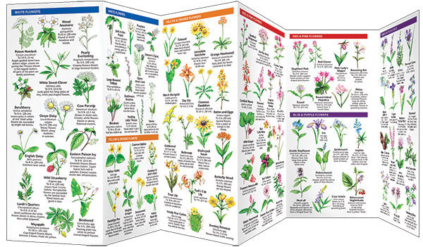 Virginia Trees & Wildflowers Pocket Guide