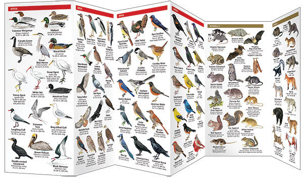 Virginia Wildlife Pocket Guide