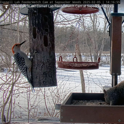 Cylinder Log Feeder