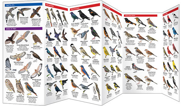 Wisconsin Birds Pocket Guide - Birds Choice