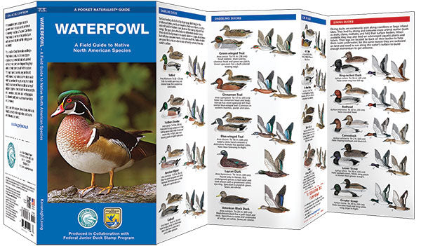 Waterfowl Pocket Guide