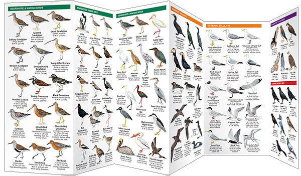 Western Coastal Birds Pocket Guide