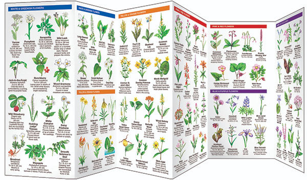 Wisconsin Trees & Wildflowers