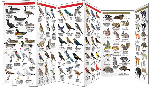 Wisconsin Wildlife Pocket Guide