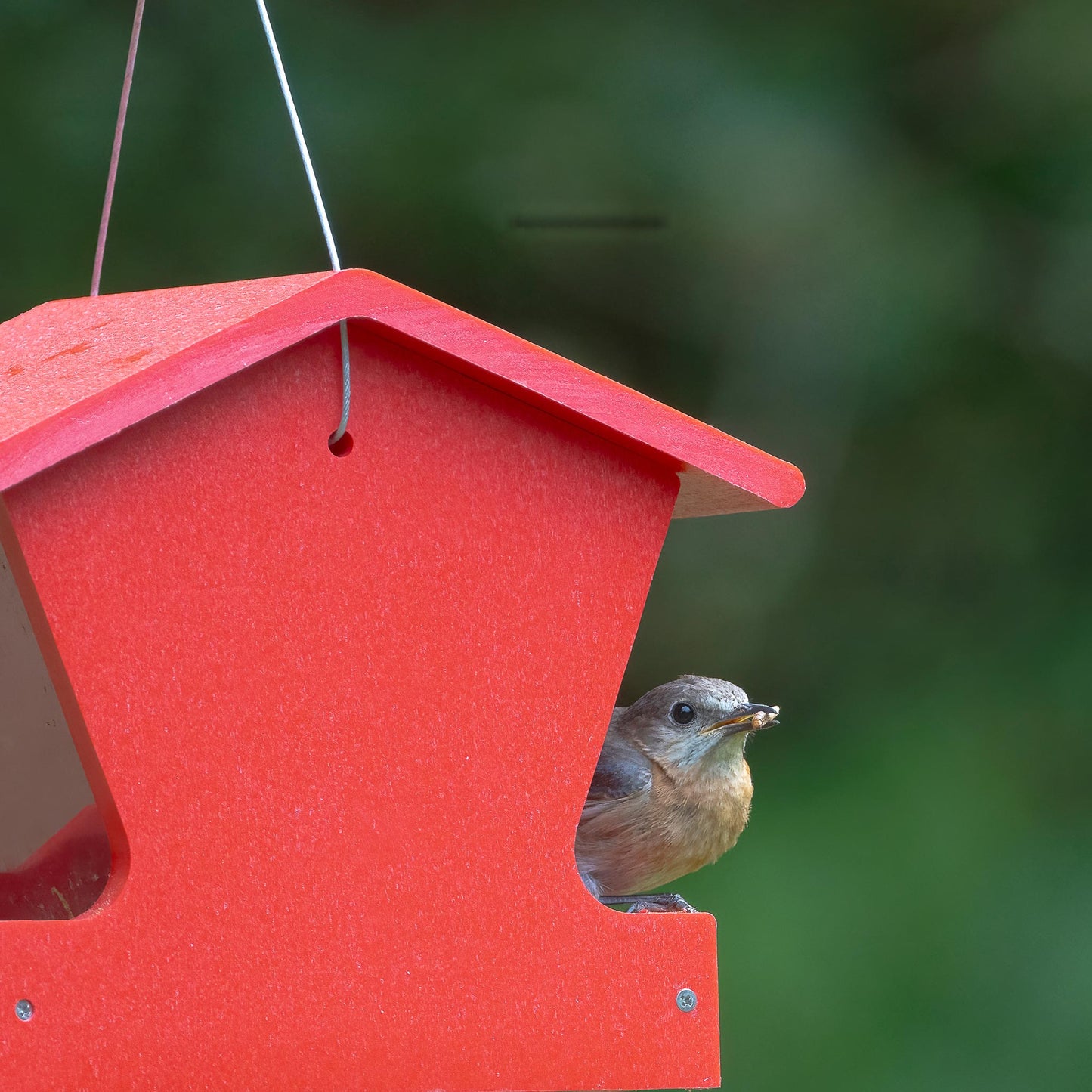 Small Hopper Feeder in Red Recycled Plastic