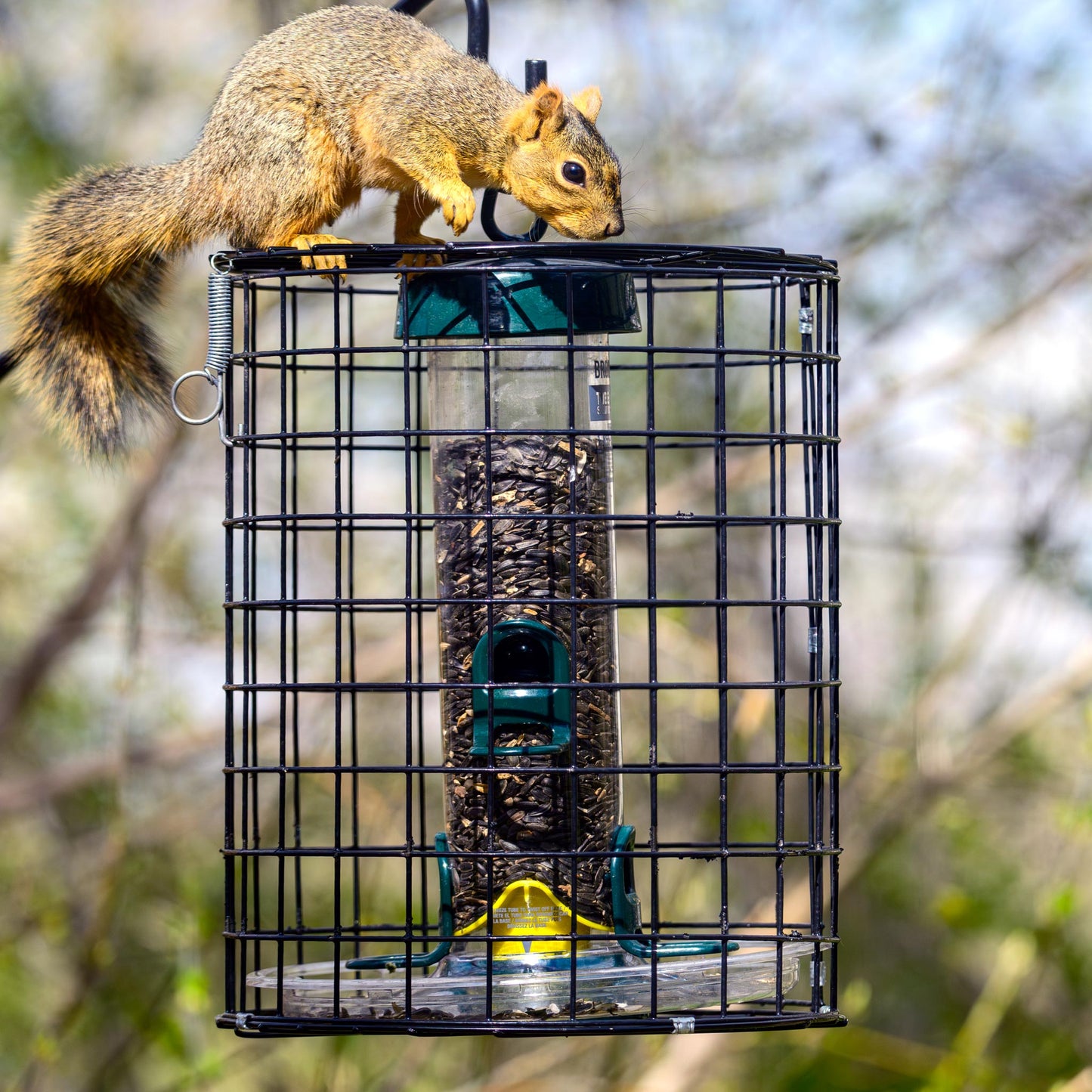 Squirrel-Proof Tube Feeder with Cage & Seed Tray