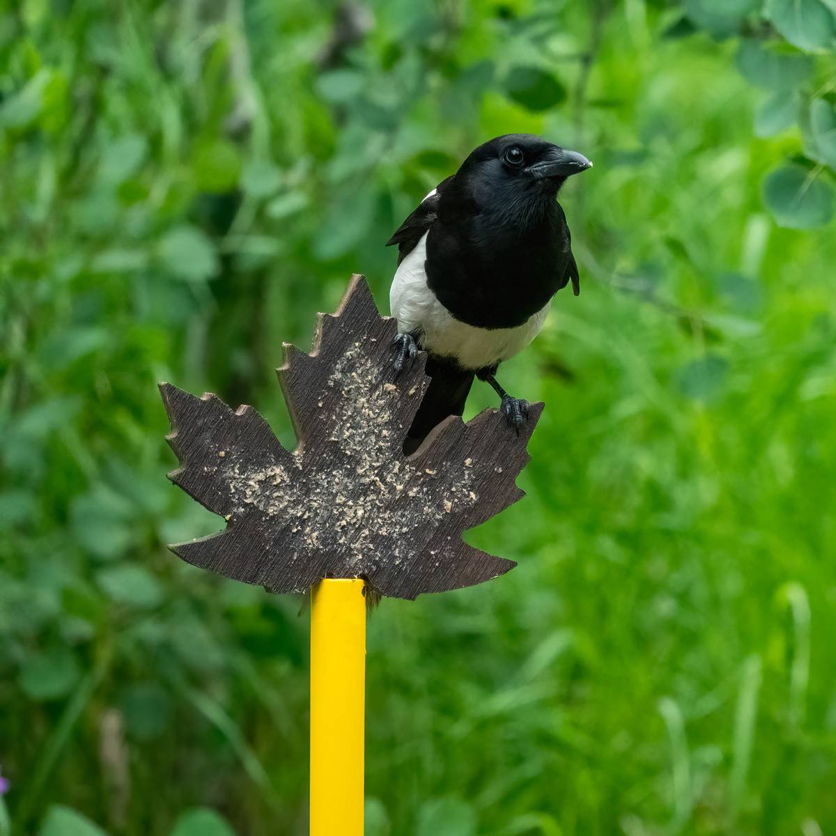 Leaf Shaped Spreadable Suet Feeder