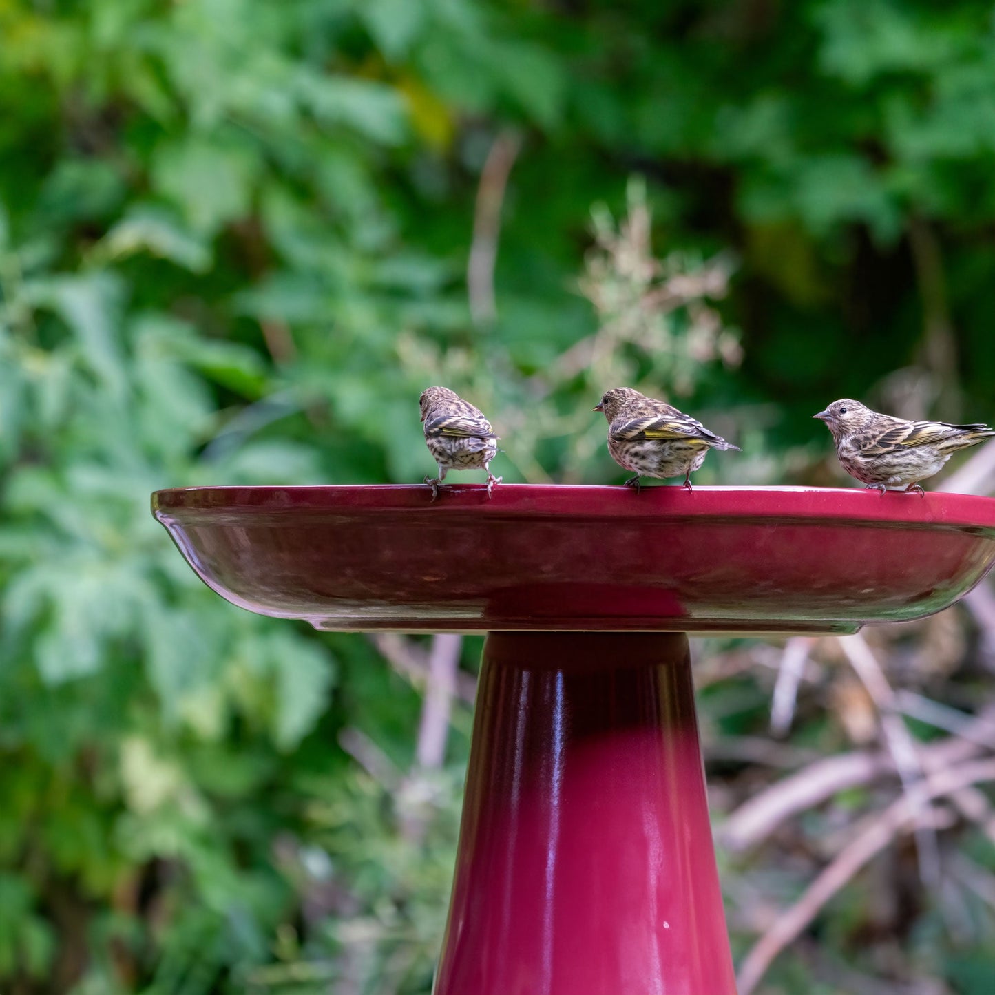 Ohio Stoneware Bird Bath in Burgundy Made in USA