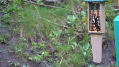 Suet Feeder with Tail Prop for Two Cakes in Taupe and Green Recycled Plastic