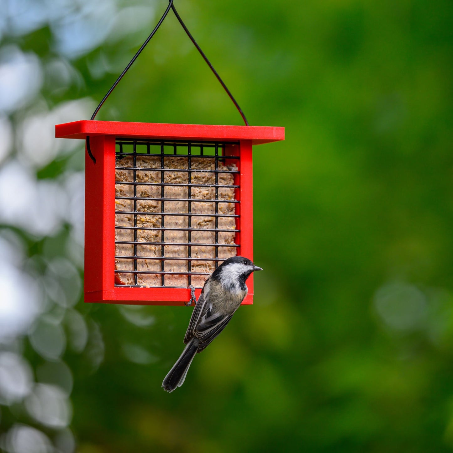 Recycled Plastic Suet Feeder in Red